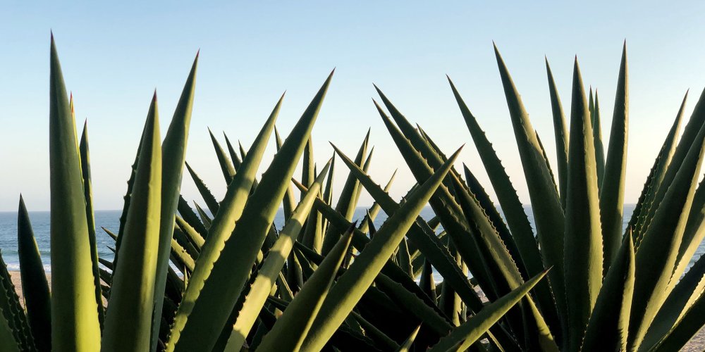 World Tequila Day